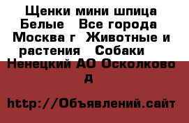 Щенки мини шпица Белые - Все города, Москва г. Животные и растения » Собаки   . Ненецкий АО,Осколково д.